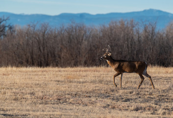 A Beautiful White-tailed Deer Buck on a Field on a Cold Winter Morning