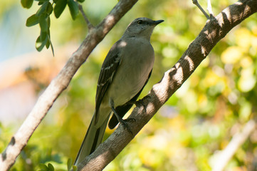 Mocking bird in Florida