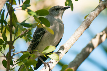 Mocking bird in Florida