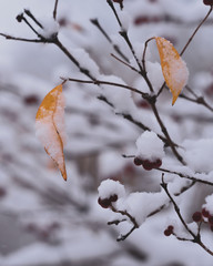 branch of a tree in winter