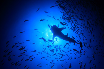 Whale Shark and trevally fish from below 
