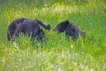 A baby Black Bear stays around mom for food and protection.