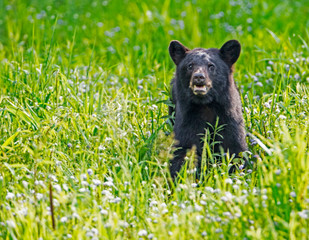 Fototapeta premium A Black Bear yearling feeds on green grass in the spring.