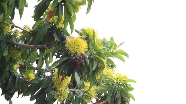 The flowers of the golden penda tree (Xanthostemon chrysanthus)&nbsp;and rainbow lorikeet  in spring early summer Gold Coast Australia Queensland