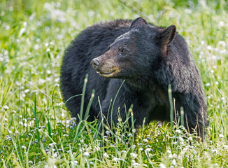 Single Black Bear feeds on green grass in the Smoky Mountains.
