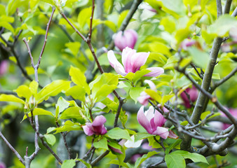 Pink violet tender Magnolia flowers.  Beautiful blossomed  branch at spring. Magnolia flower blooming tree. Nature, spring background