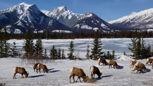 Bighorn sheep (Ovis canadensis) in the frozen winter landscape with the Whitecap Mountain in the background in Jasper National Park, Alberta, Canada
