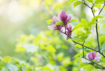 Pink tender Magnolia flowers.  Beautiful blossomed  branch at spring. Magnolia flower blooming tree. Nature, spring background