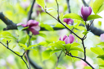 Pink violet tender Magnolia flowers.  Beautiful blossomed  branch at spring. Magnolia flower blooming tree. Nature, spring background