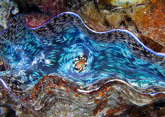 Close up design shape and vibrant color in giant clam underwater
