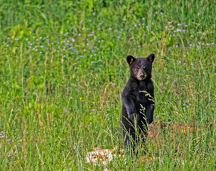 Naklejka premium A baby Black Bear standing in green grass.
