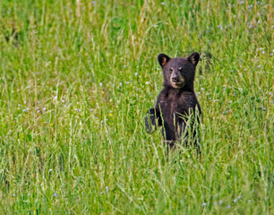 A baby Black Bear standing in green grass.