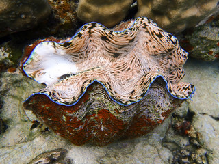 Vivid Pinks and Blues with Stripes and Shapes in Giant Clam
