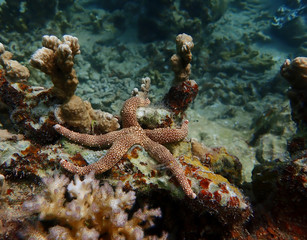 Textured starfish or sea star on varied coral reef underwater