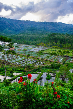 Indonesia, Java, fertile Djeng Plateau