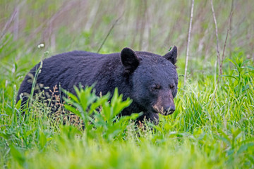 Single Black Bear feeds on green grass in the Smoky Mountains.