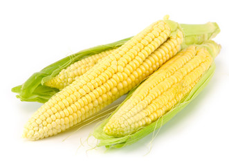 Three corn cobs isolated on white background