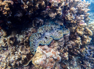 Fototapeta na wymiar Olive Green and Blue Colored Giant Clam Tucked into Coral Reef