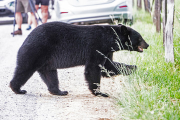 Fototapeta premium Single Black Bear feeds on green grass in the Smoky Mountains.