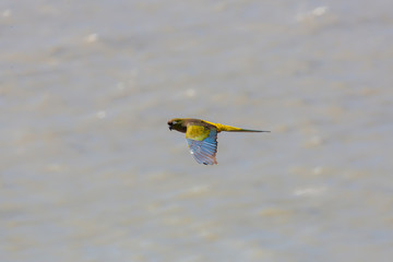 Cyanoliseus patagonus - burrowing parrot
