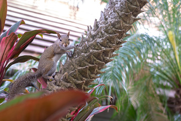 Gray and white Squirrel climbing a tree