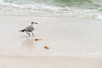 Fototapeta na wymiar Seagull at the beach sand in Naples Florida