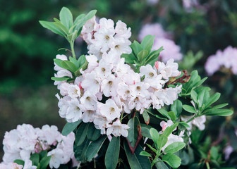Colorful white azalea flowers in garden. Blooming bushes of bright azalea at spring sunlight. Nature, spring flowers background
