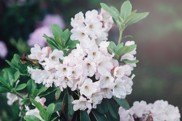 Colorful white azalea flowers in garden. Blooming bushes of bright azalea at spring sunlight. Nature, spring flowers background