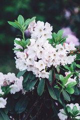 Colorful white azalea flowers in garden. Blooming bushes of bright azalea at spring sunlight. Nature, spring flowers background