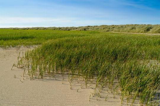 Denmark, Jutland, Skagen, Grenen, dune landscape