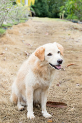 Brown color hybrid dog waiting for owner