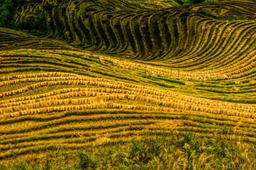 Rice terraces scenery in autumn, Longsheng, China 