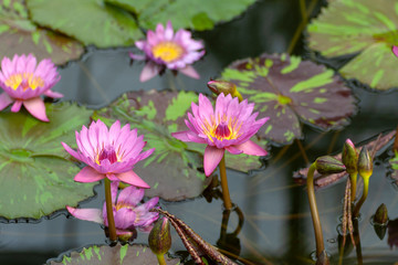 Water lily in Japan