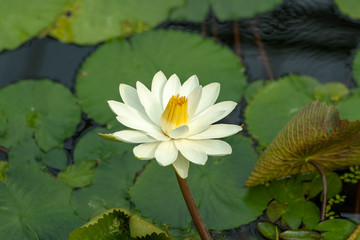 Water lily in Japan