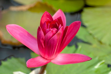 Obraz premium Water lily in Japan