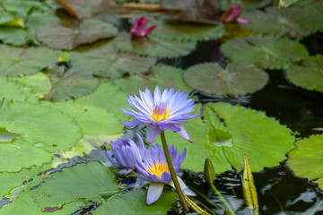 Water lily in Japan