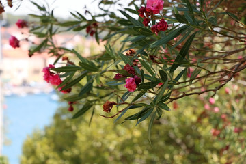 Obraz premium Pink nerium flowers in bloom. Selective focus.