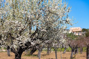 Almond blossom season in village Selva, Mallorca
