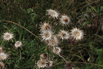 Bergdisteln