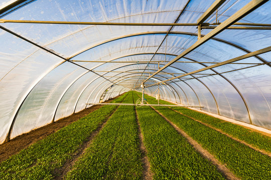 Germany, Fellbach, greenhouse and rucola plants