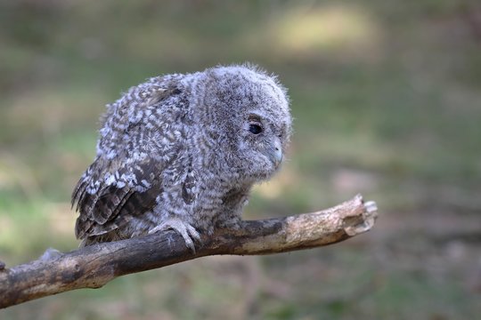 Tawny owl (Strix aluco), young bird sitting on branch, Siegerland, North Rhine-Westphalia, Germany, Europe