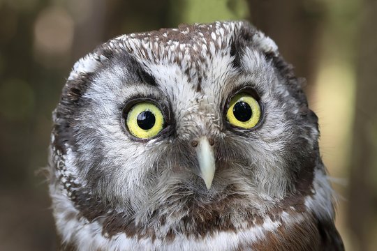 Tengmalm's owl (Aegolius funereus), animal portrait, Siegerland, North Rhine-Westphalia, Germany, Europe
