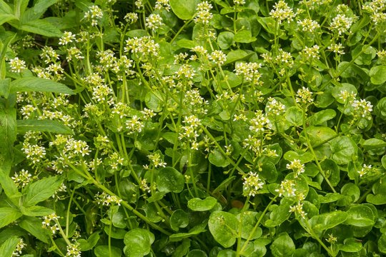 Pyrenean scurvygrass (Cochlearia pyrenaica), Styria, Austria, Europe