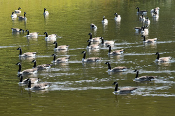Flock of Geese