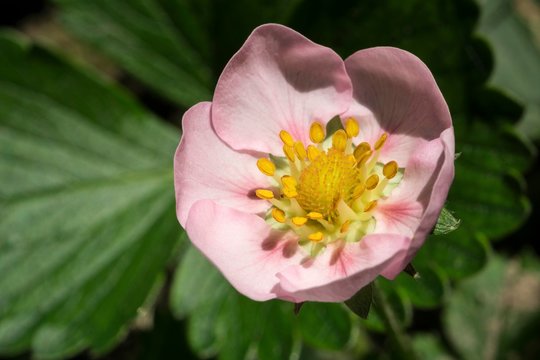 Strawberry flower (Fragaria), variety Merlan, Baden-Wurttemberg, Germany, Europe