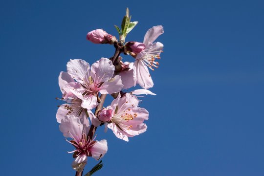 Almond blossoms (Prunus dulcis) on branch, blossoming almond tree, Baden-Wurttemberg, Germany, Europe