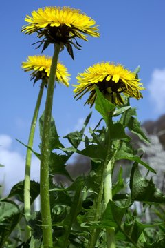 Common dandelion (Taraxacum sect. Ruderalia), flowering, frog perspective, Baden-Wurttemberg, Germany, Europe