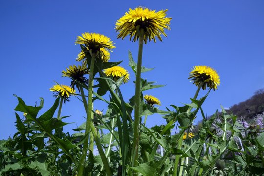 Common dandelion (Taraxacum sect. Ruderalia), flowering, frog perspective, Baden-Wurttemberg, Germany, Europe