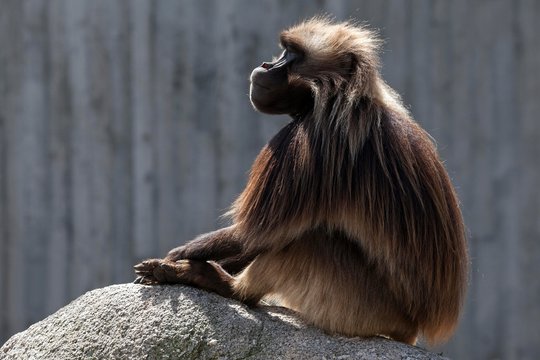 Gelada or Gelada Baboon (Theropithecus gelada), male, sitting on rock, Occurrence of Ethiopia, captive, Germany, Europe