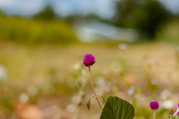 purple flower